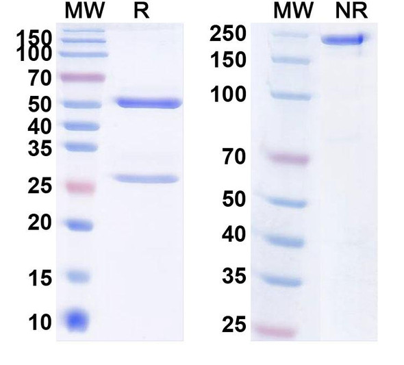 Fletikumab Antibody - SDS-PAGE