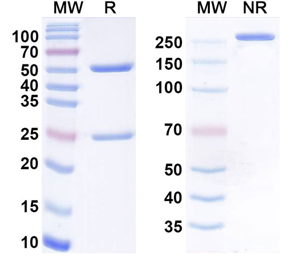 Avizakimab Antibody - SDS-PAGE