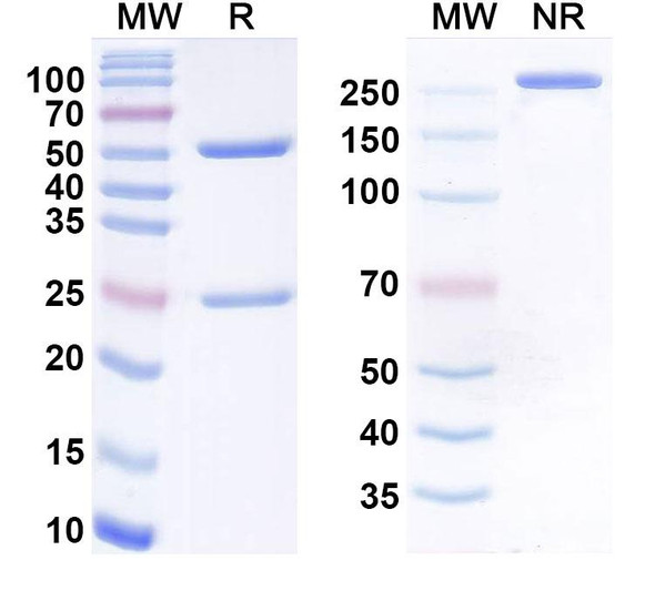Avizakimab Antibody - SDS-PAGE