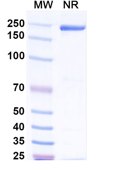 Afelimomab Antibody - SDS-PAGE