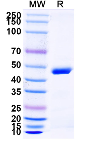 Ozoralizumab Antibody - SDS-PAGE