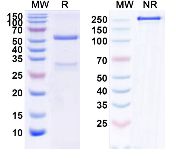 Fulranumab Antibody - SDS-PAGE