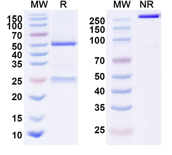 Ficlatuzumab Antibody - SDS-PAGE