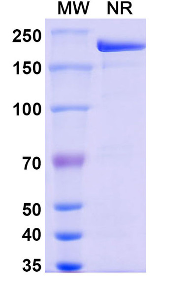 Pamrevlumab Antibody - SDS-PAGE