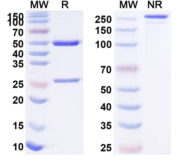 Lacnotuzumab Antibody - SDS-PAGE