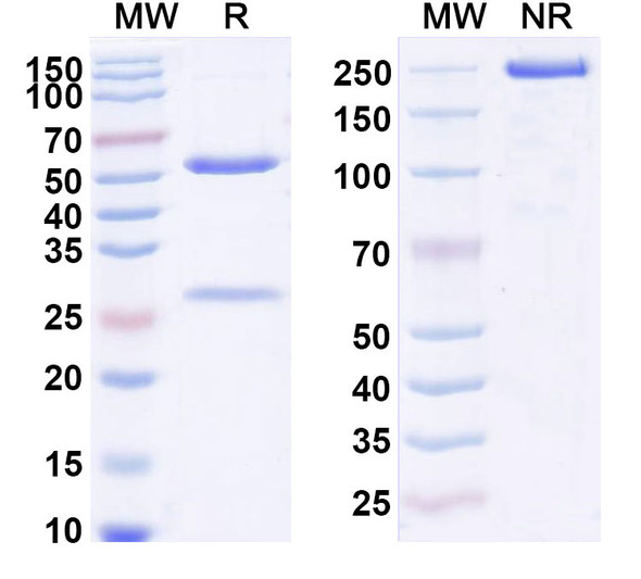 Eldelumab Antibody - SDS-PAGE