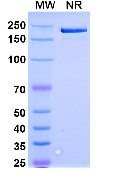 Spesolimab Antibody - SDS-PAGE
