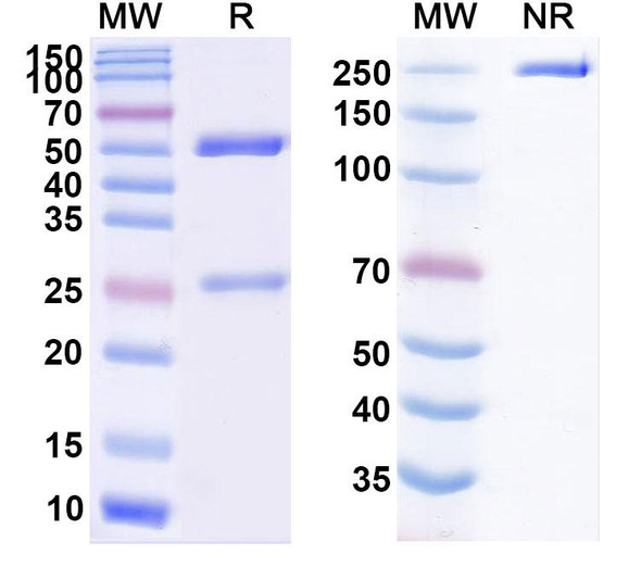 Siplizumab Antibody - SDS-PAGE