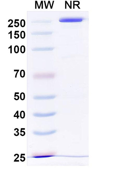 Otelixizumab Antibody - SDS-PAGE