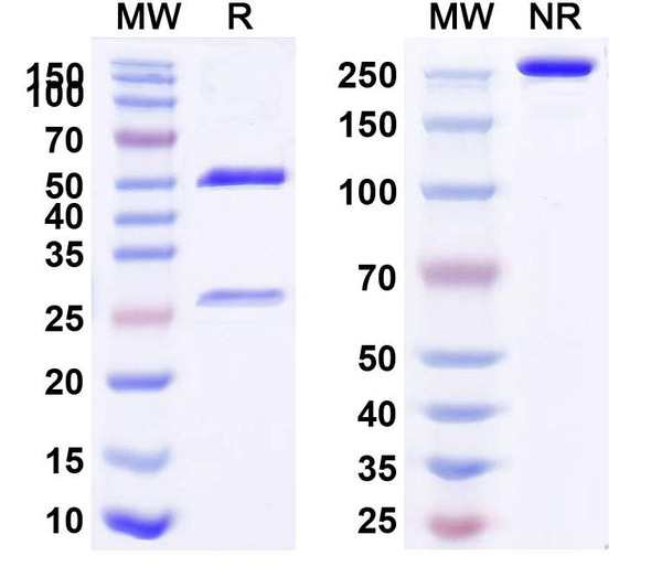 Teplizumab Antibody - SDS-PAGE