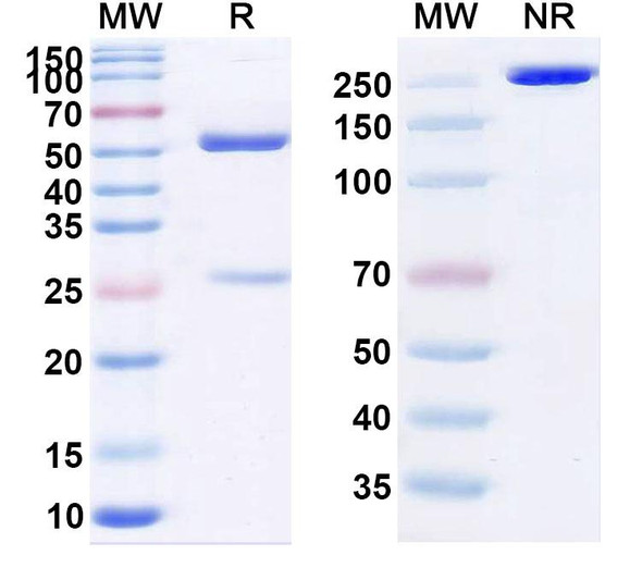 Cedelizumab Antibody - SDS-PAGE