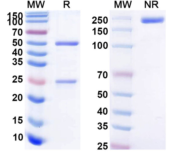 Clenoliximab Antibody - SDS-PAGE