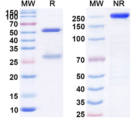 Priliximab Antibody - SDS-PAGE