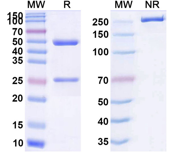 Odulimomab Antibody - SDS-PAGE