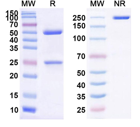 Atibuclimab Antibody - SDS-PAGE