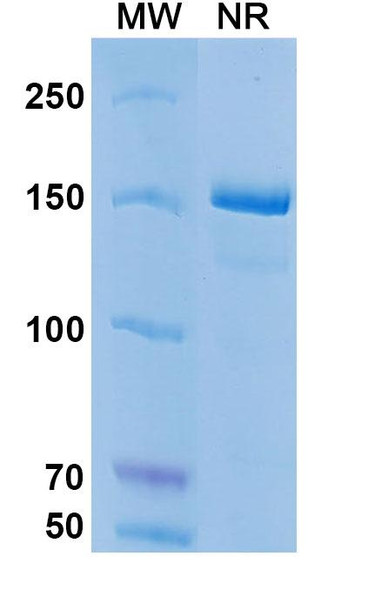 Coltuximab Antibody (Coltuximab Ravtansine ADC, Payload-Free) - SDS-PAGE