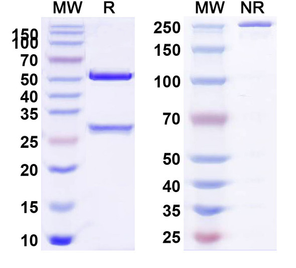 Veltuzumab Antibody - SDS-PAGE