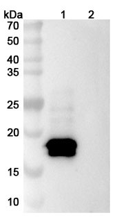 Epcoritamab Antibody - WB