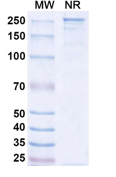 Mosunetuzumab Antibody - SDS-PAGE