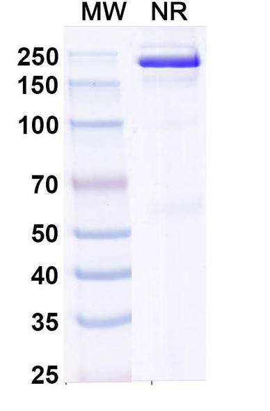 Plamotamab Antibody - SDS-PAGE