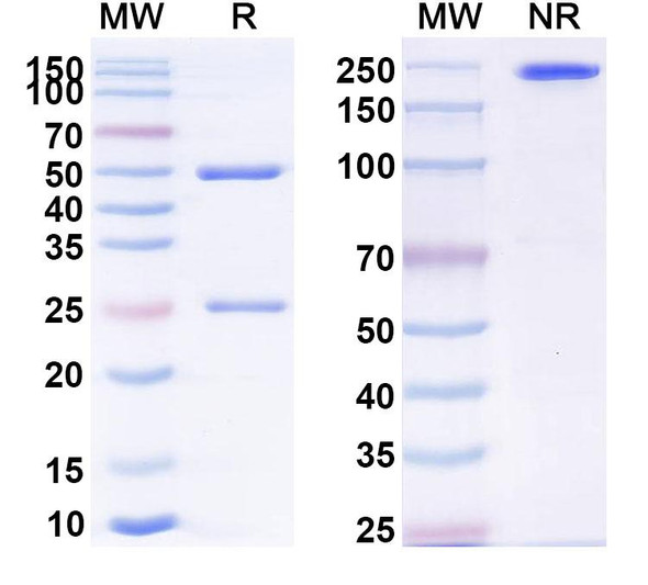 Immurait-Ll2Mab Antibody - SDS-PAGE