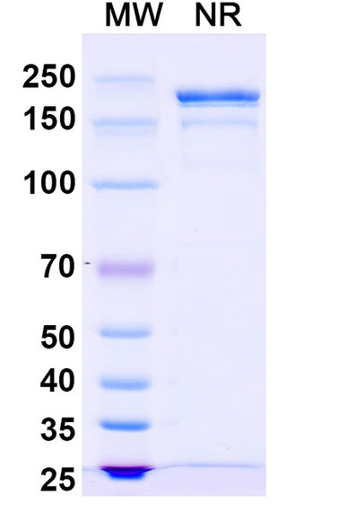 Gomiliximab Antibody - SDS-PAGE