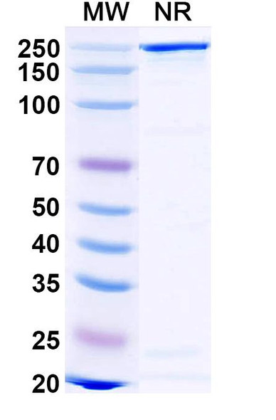 Gomiliximab Antibody - SDS-PAGE