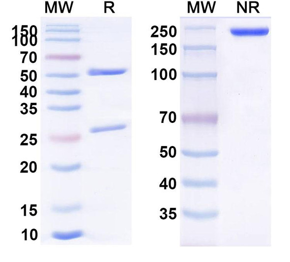 Inolimomab Antibody - SDS-PAGE