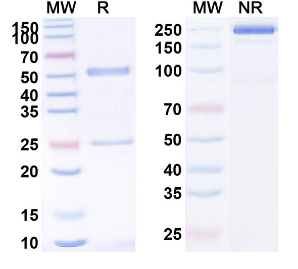 Begelomab Antibody - SDS-PAGE