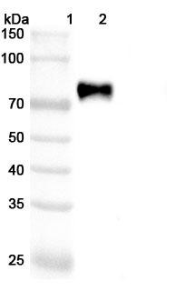 Vadastuximab Antibody (Vadastuximab Talirine ADC, Payload-Free) - WB