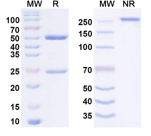 Iscalimab Antibody - SDS-PAGE