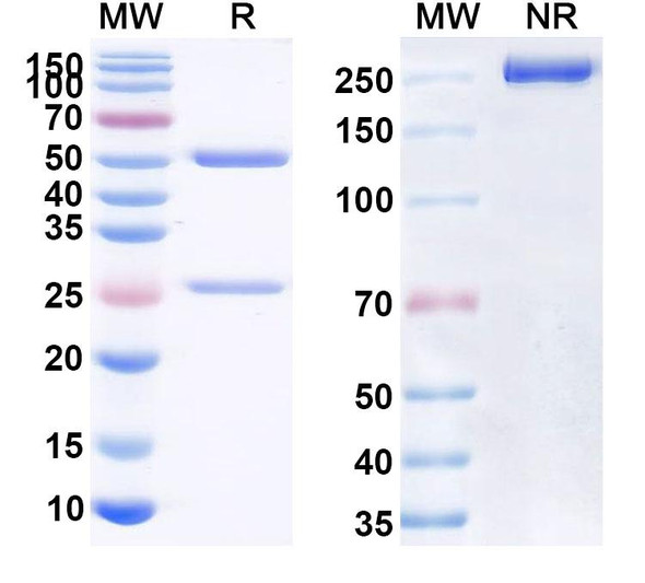 Dacetuzumab Antibody - SDS-PAGE