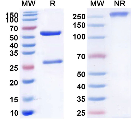 Teneliximab Antibody - SDS-PAGE