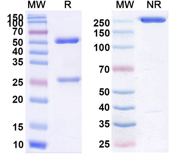 Urabrelimab Antibody - SDS-PAGE