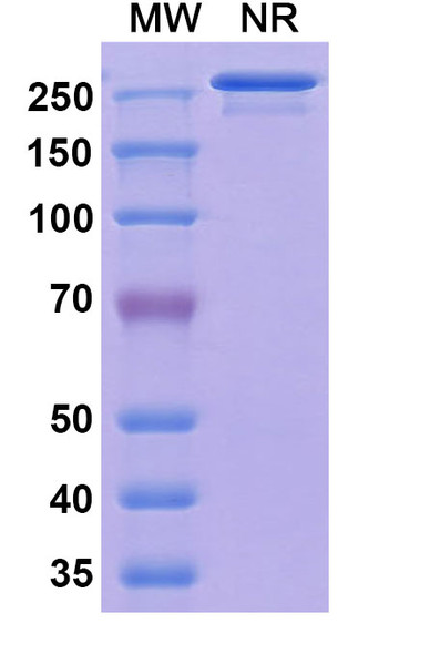 Vatelizumab Antibody - SDS-PAGE