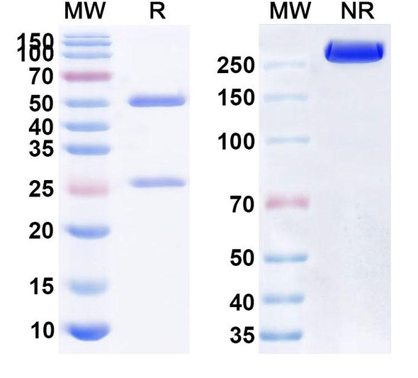 Etaracizumab Antibody - SDS-PAGE