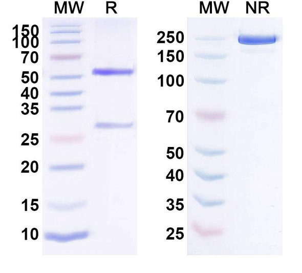 Intetumumab Antibody - SDS-PAGE