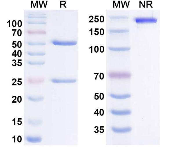 Gatralimab Antibody - SDS-PAGE
