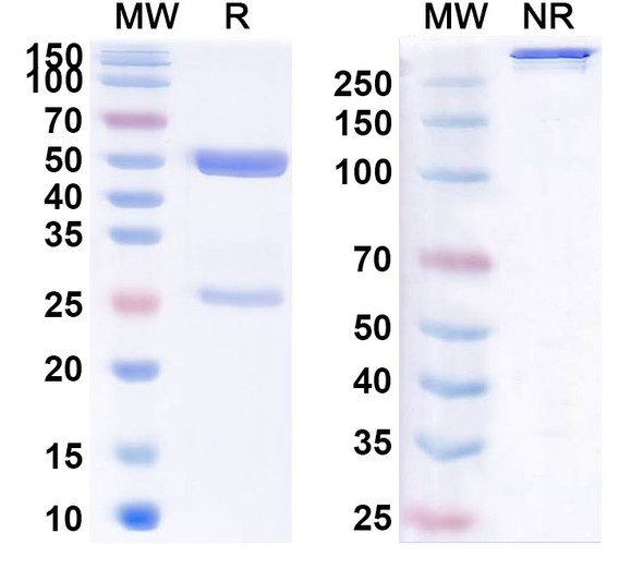 Enlimomab Antibody - SDS-PAGE