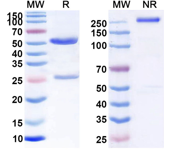 Besilesomab Antibody - SDS-PAGE