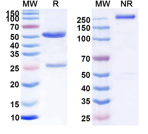 Besilesomab Antibody - SDS-PAGE