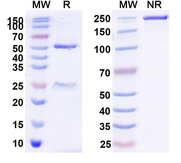 Tinurilimab Antibody - SDS-PAGE