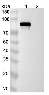 Pabinafusp Alfa (Research-Grade) - WB