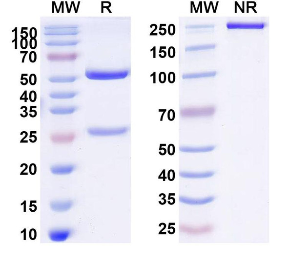 Tavolimab Antibody - SDS-PAGE