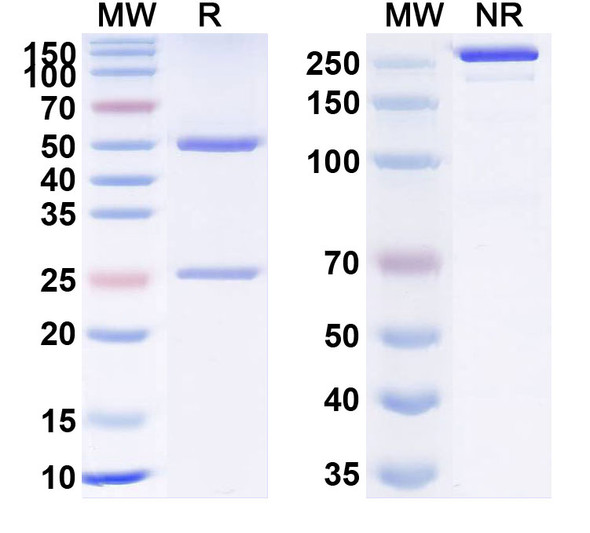 Utomilumab Antibody - SDS-PAGE