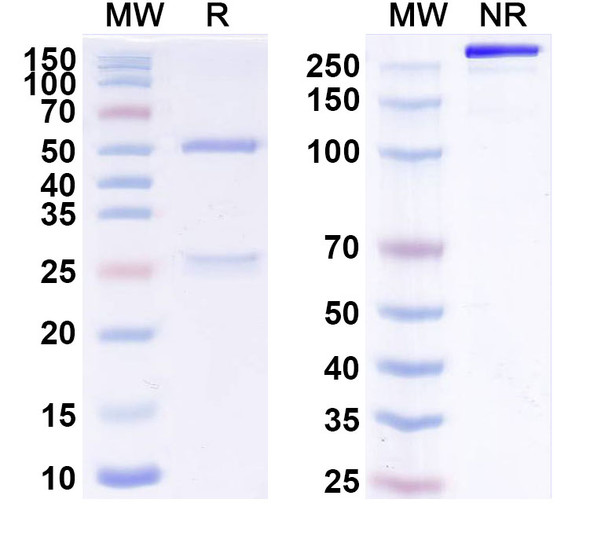 Indatuximab Antibody (Indatuximab Ravtansine ADC, Payload-Free) - SDS-PAGE