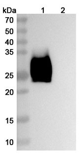 Ziralimumab Antibody - WB