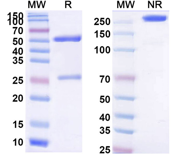 Gavilimomab Antibody - SDS-PAGE