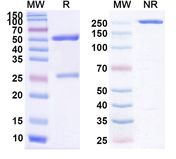 Ticilimumab Antibody - SDS-PAGE
