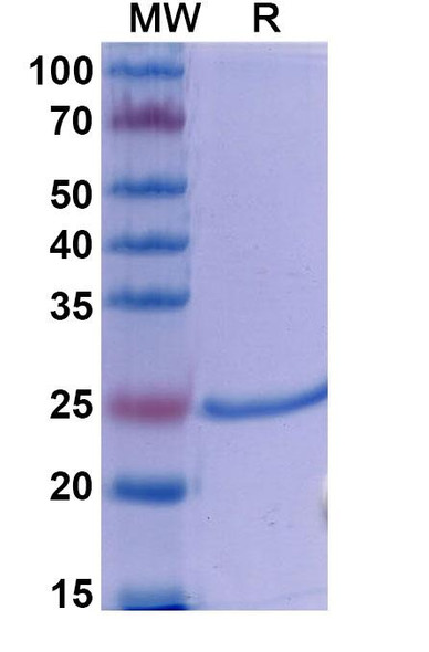 Dapirolizumab Antibody - SDS-PAGE